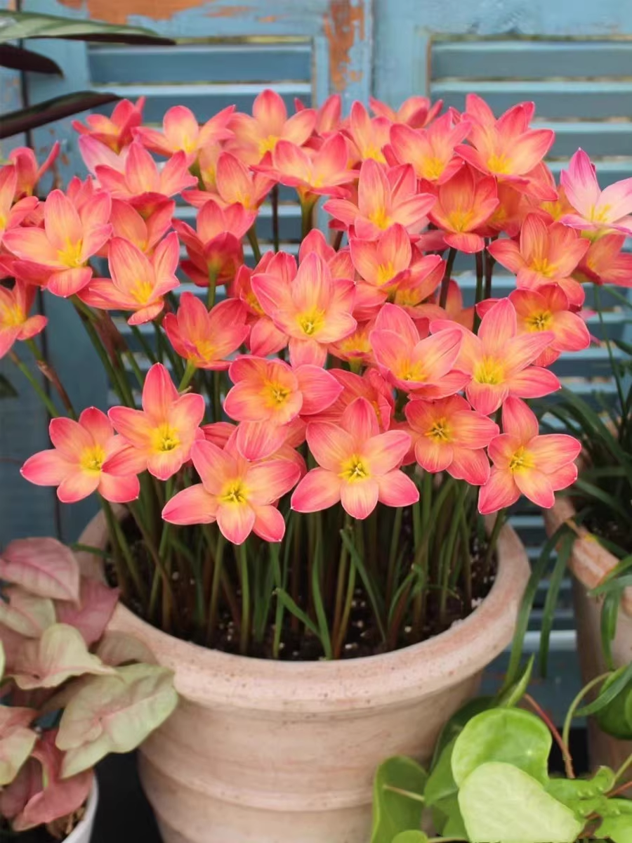 PetalBurst - Fast Bloom Flower Bulbs – image 15