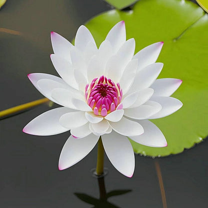 LotusBloom – The Sacred Bonsai Bowl Lotus Flower – White / 20 Seeds
