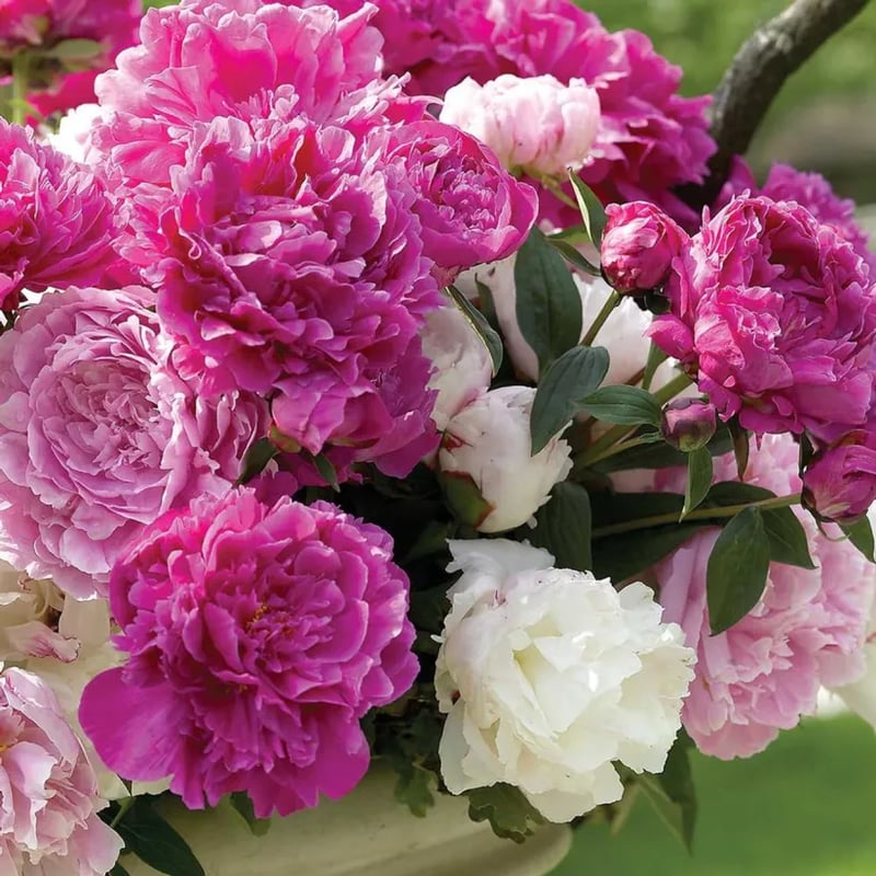 RoyalBloom - Luxurious Peony Flower Seeds | The Queen of Flowers – image 7