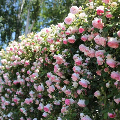 RoseCascade – Premium Climbing Rose Bulbs – image 16