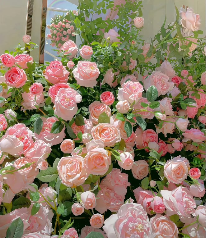 RoseCascade – Premium Climbing Rose Bulbs – image 17