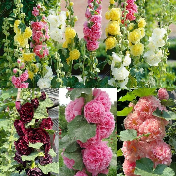 BloomMajesty – Premium Double Hollyhock Seeds – image 7