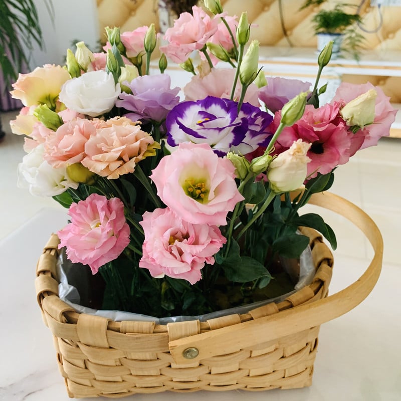 BloomRidge – Hardy Perennial Lisianthus Seeds – image 21