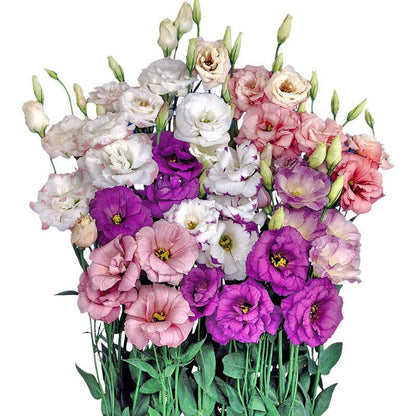 BloomRidge – Hardy Perennial Lisianthus Seeds – image 22