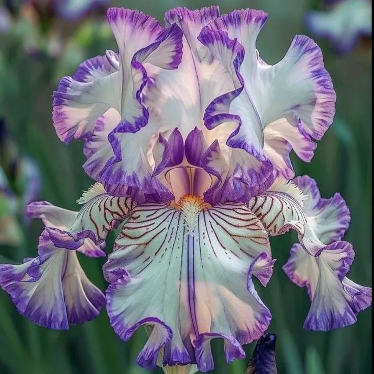 BloomAura – Exotic Tall Bearded Iris Flower – Lilac Dream / 2 Iris Rhizomes