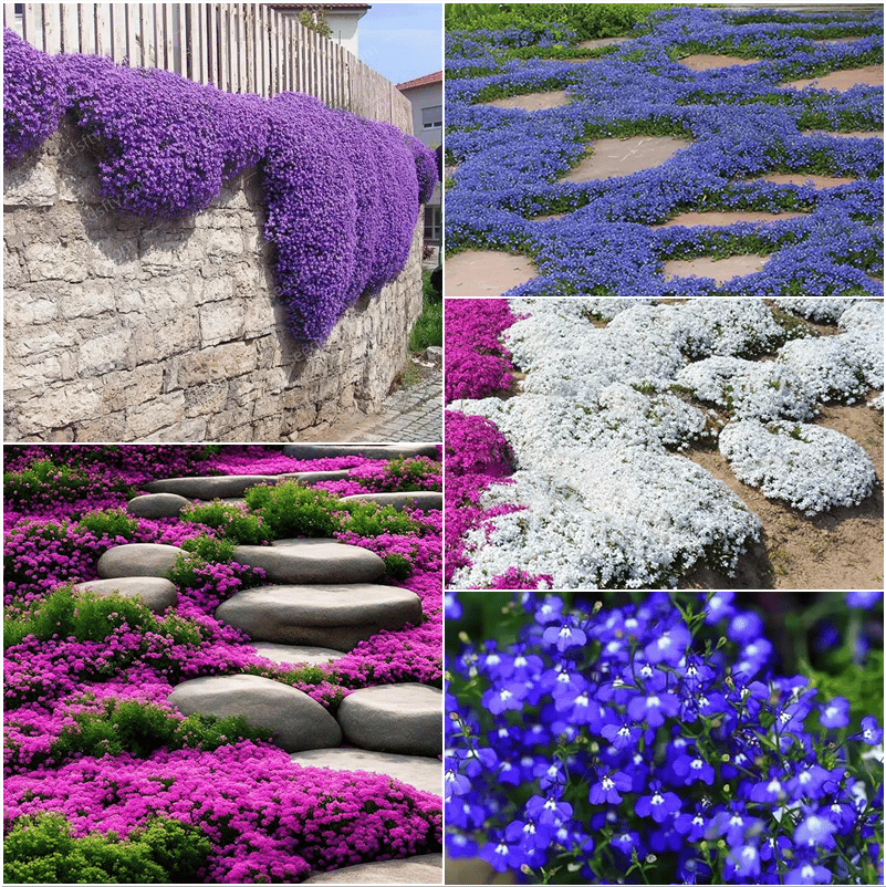 ThymeCreep – Optimal Ground Cover Seeds – Mix 4 colors / 100 seeds