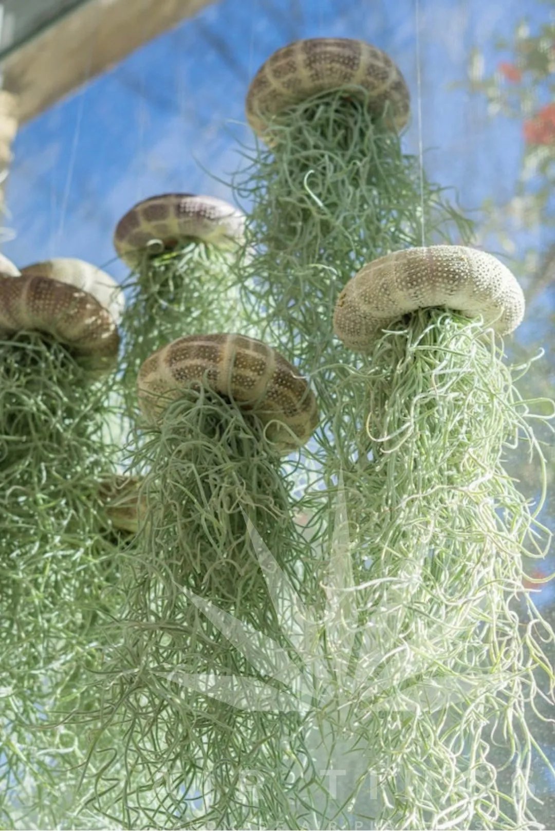 AquaBloom – Hanging Air Plant Jellyfish – image 12