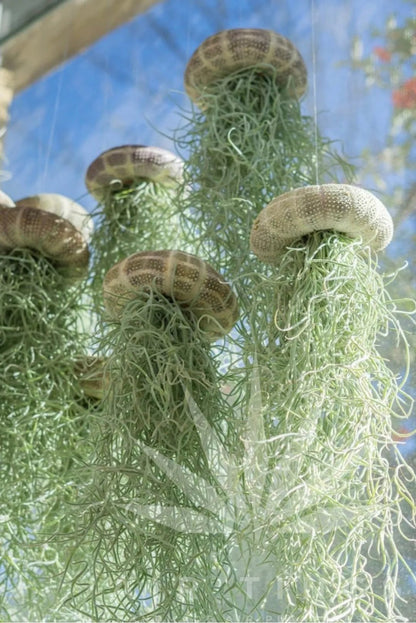AquaBloom – Hanging Air Plant Jellyfish – image 12