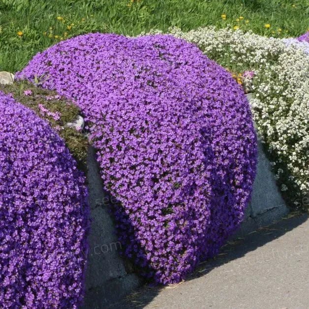 ThymeCreep – Optimal Ground Cover Seeds – image 11