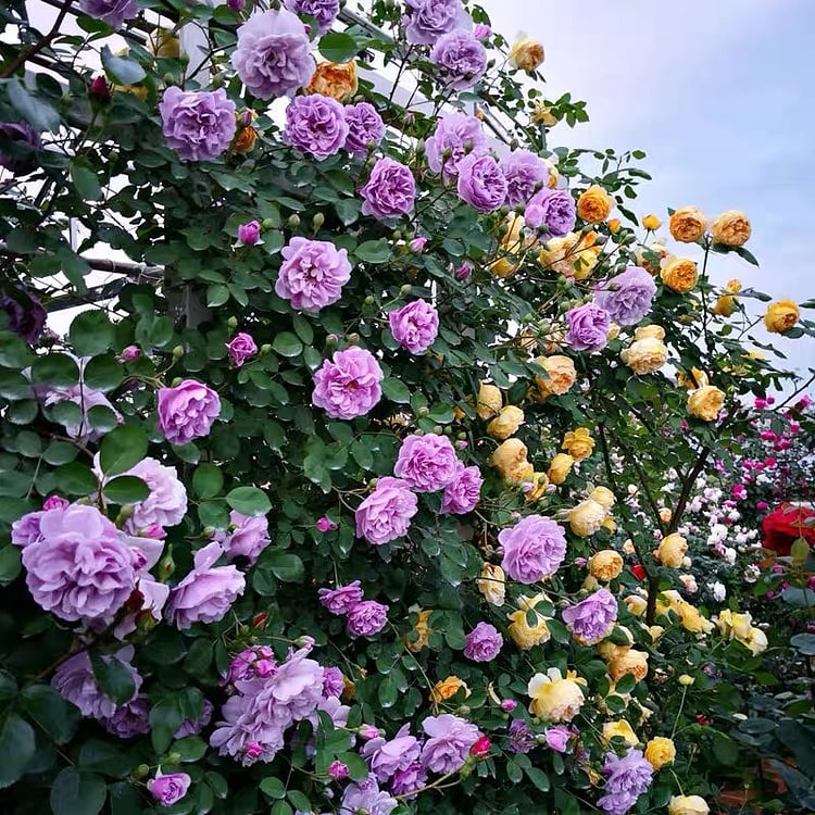 BloomVine – Beautiful Climbing Rose Seeds – Magic purple / 100 Seeds