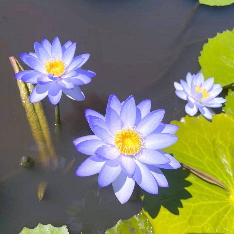LotusBloom – The Sacred Bonsai Bowl Lotus Flower – image 25