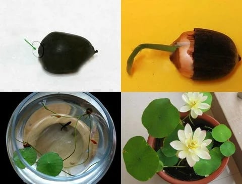 LotusBloom – The Sacred Bonsai Bowl Lotus Flower – image 4