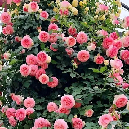 BloomVine – Beautiful Climbing Rose Seeds – image 18