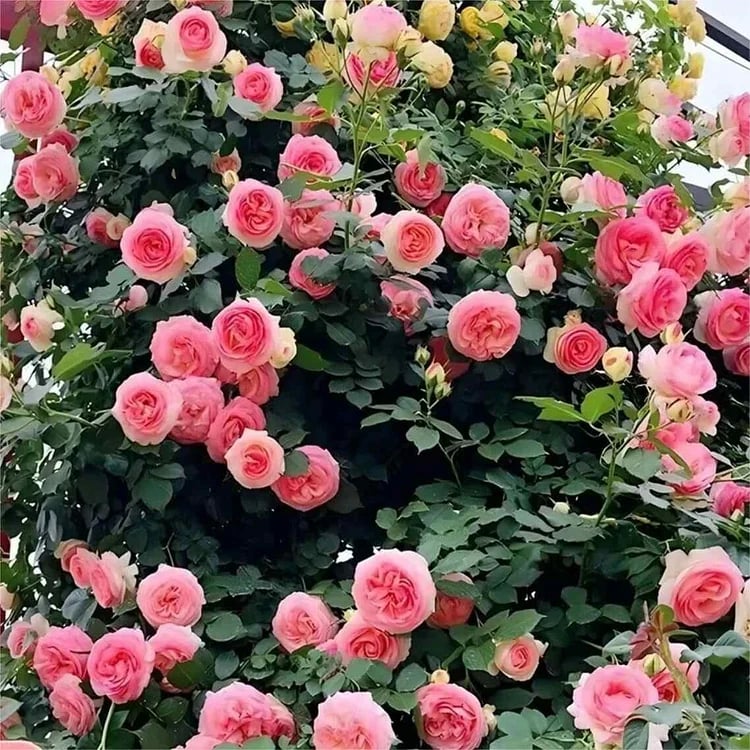 BloomVine – Beautiful Climbing Rose Seeds – image 4