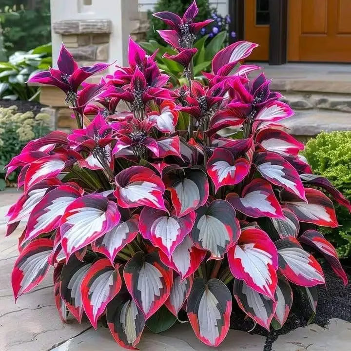 GardenÉlan – Rare Hosta Seeds for Home Gardens (100 Seeds) – Burning Crimson