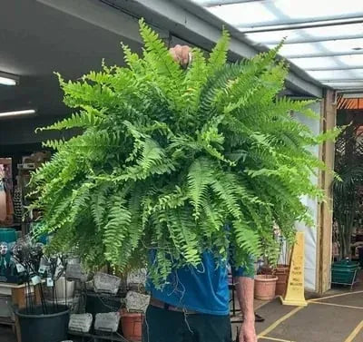 LeafLuxe – Realistic UV Protected Artificial Boston Fern – image 7