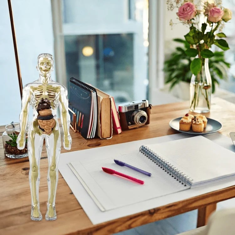SmartSkeleton – Fun Stem Anatomy Model for Kids – image 6