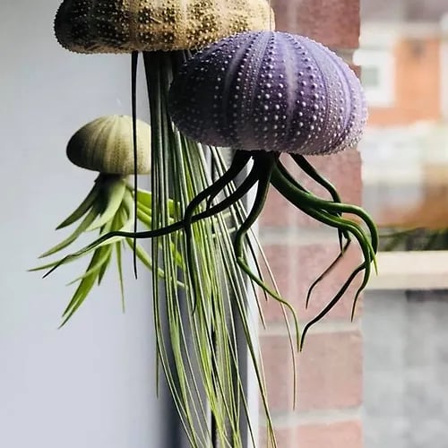 AquaBloom – Hanging Air Plant Jellyfish – image 10