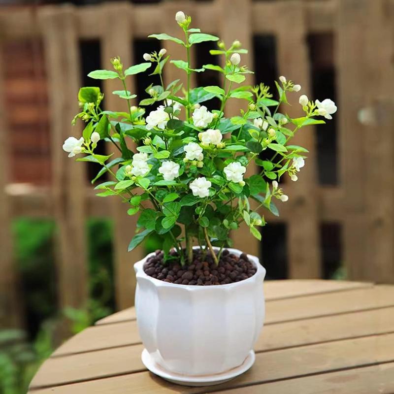Bloomora – 100 Non-GMO Fragrant Climbing Jasmine Seeds – image 2