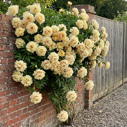 Rare Climbing Peony BulbsBig Full Blooms, Cold Hardy Perennial, Easy to Grow Garden Favorite – King´s Day / 5 Bulbs
