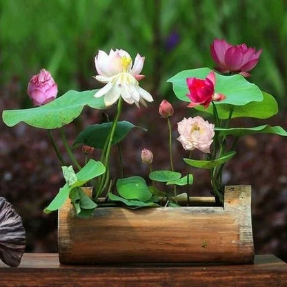 LotusBloom – The Sacred Bonsai Bowl Lotus Flower – image 9