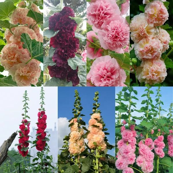 BloomMajesty – Premium Double Hollyhock Seeds – image 8