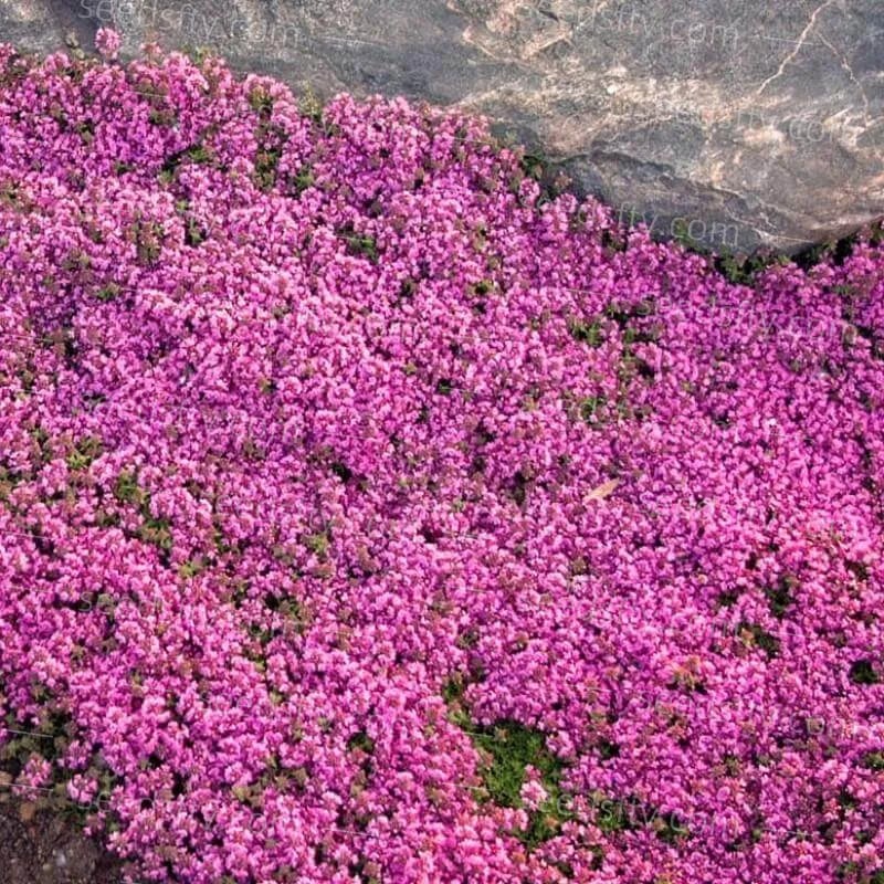 ThymeCreep – Optimal Ground Cover Seeds – image 9