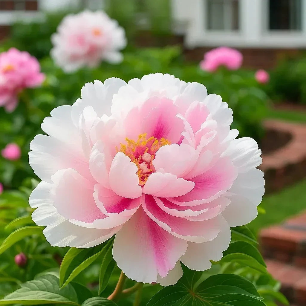 RoyalPetal – Luxury Garden Peonies – Pink Peach / Starter Bundle (2 Plants)