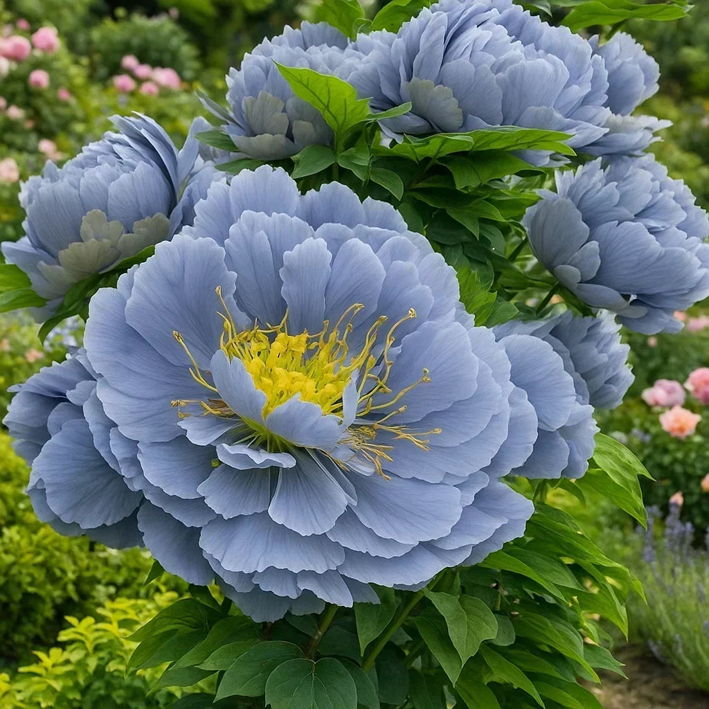 RoyalPetal – Luxury Garden Peonies – Dream / Starter Bundle (2 Plants)