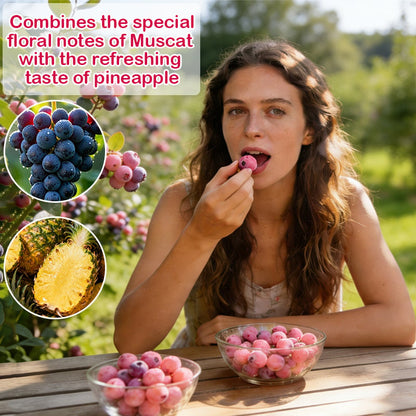 PinkDelight Berries – Premium Garden Seeds – image 3