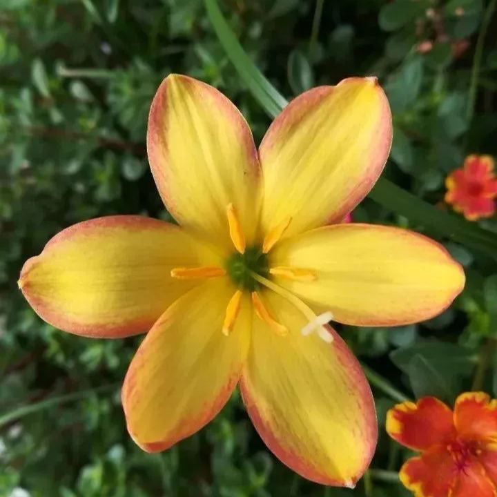 PetalBurst - Fast Bloom Flower Bulbs – Yellow / 2 Bulbs