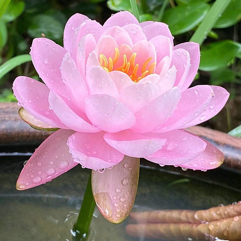 LotusBloom – The Sacred Bonsai Bowl Lotus Flower – image 22