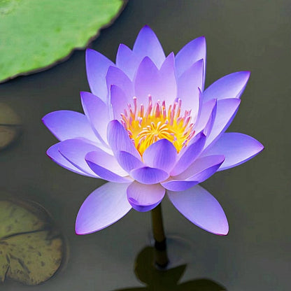 LotusBloom – The Sacred Bonsai Bowl Lotus Flower – image 23