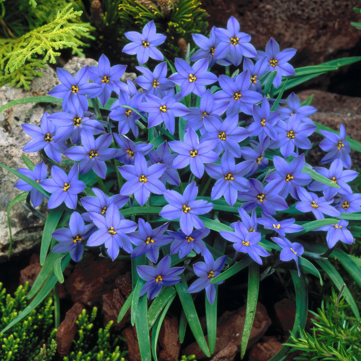 PetalBurst - Fast Bloom Flower Bulbs – Blue / 2 Bulbs
