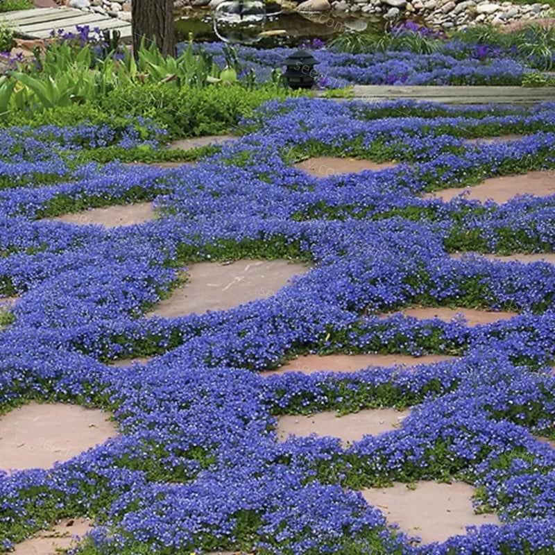 ThymeCreep – Optimal Ground Cover Seeds – image 5