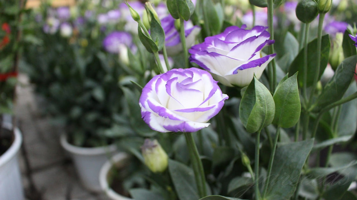 BloomRidge – Hardy Perennial Lisianthus Seeds – image 24