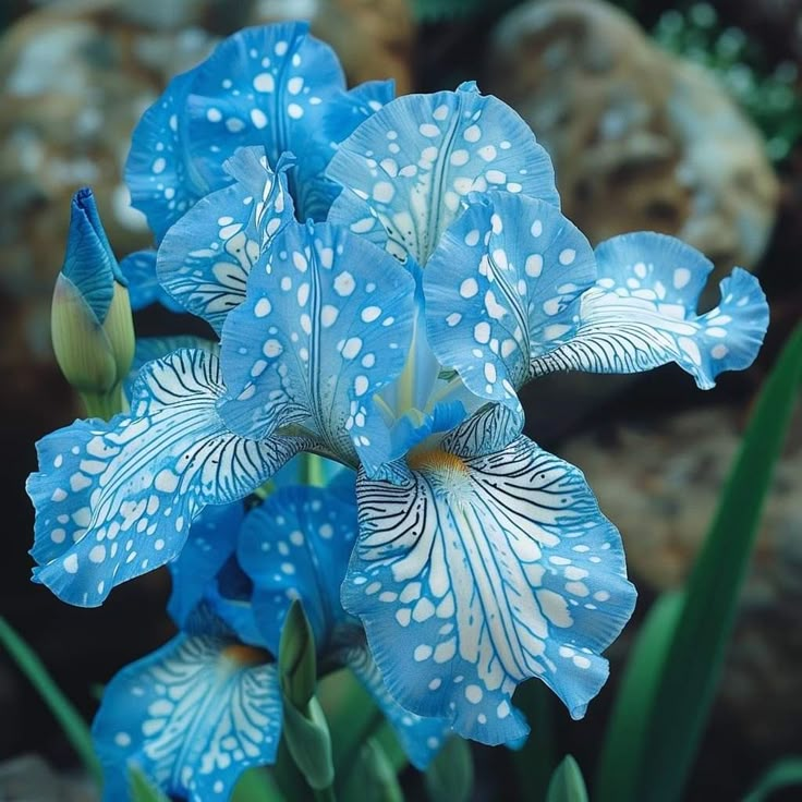 BloomAura – Exotic Tall Bearded Iris Flower – Celestial Frost / 2 Iris Rhizomes