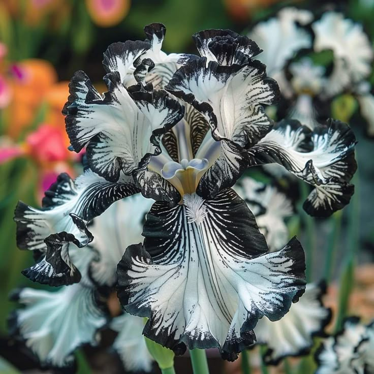BloomAura – Exotic Tall Bearded Iris Flower – Onyx Shadow / 2 Iris Rhizomes