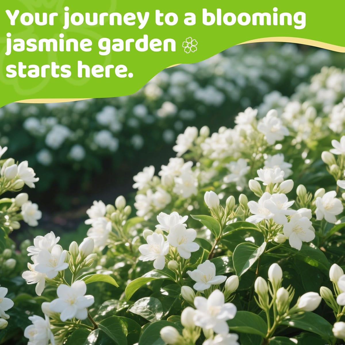 BloomWhisper – Frost-Hardy Jasmine Seeds – image 4
