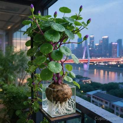 Red rattan Stephania Erecta: The strongest houseplant for lazy people – image 5