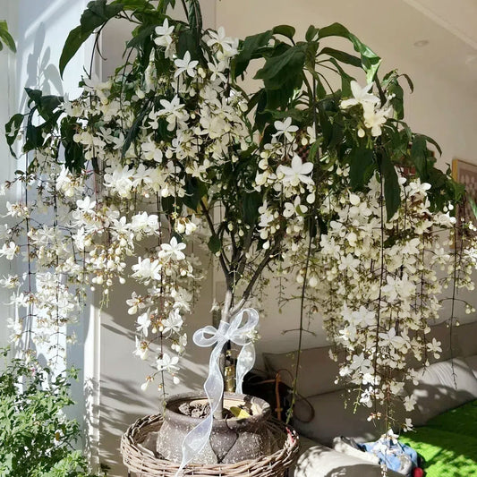 WinterBloom – Winter-Friendly Hanging Jasmine Plant – White / Buy 1 Get 1 Free(200 Seeds)