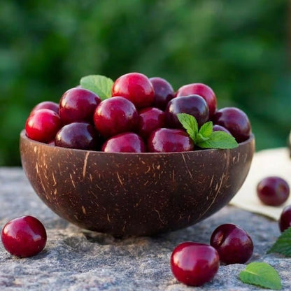 New Harvest) Sweet Cherry Seeds Pre-Primed for High Germination (99% Germination) – image 3