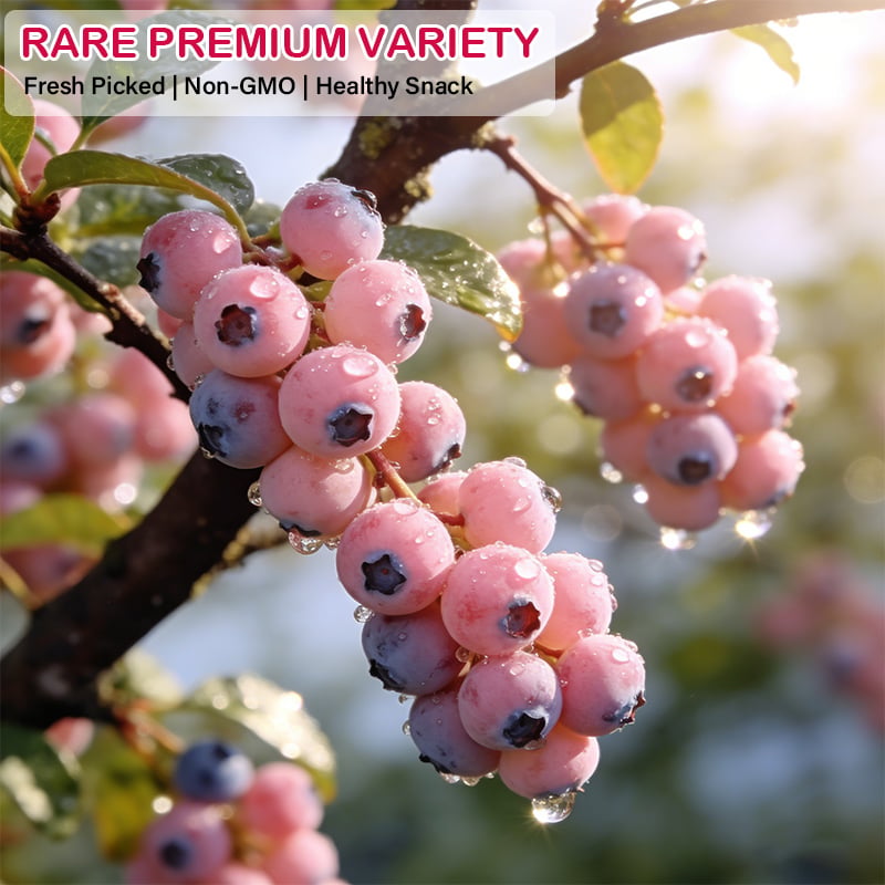 PinkDelight Berries – Premium Garden Seeds – image 4