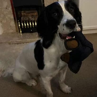 BearTough - Durable Chew Toy – image 2