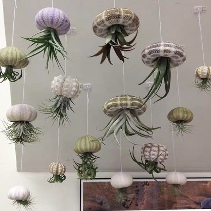 AquaBloom – Hanging Air Plant Jellyfish – image 9