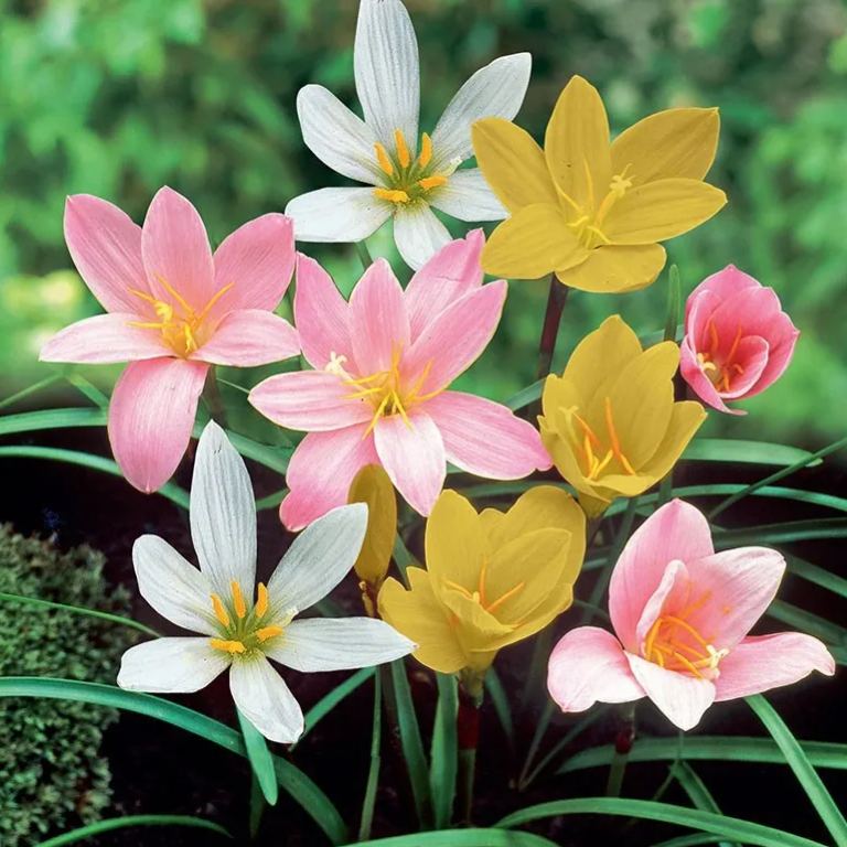 PetalBurst - Fast Bloom Flower Bulbs – image 17