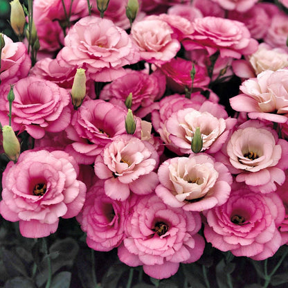 BloomRidge – Hardy Perennial Lisianthus Seeds – Light Red / 100 Seeds