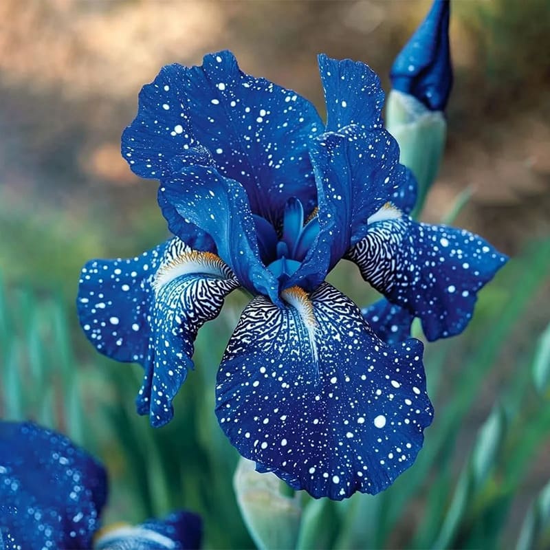 BloomAura – Exotic Tall Bearded Iris Flower – Galaxy / 2 Iris Rhizomes