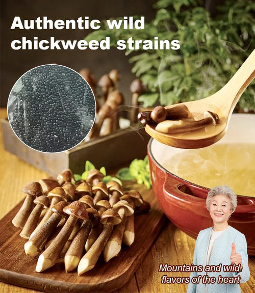 TerraFungi – Exotic Termitomyces Strain – Buy 1