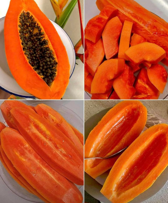DragonHarvest – Rare Dragon Claw Papaya Seedlings – image 6